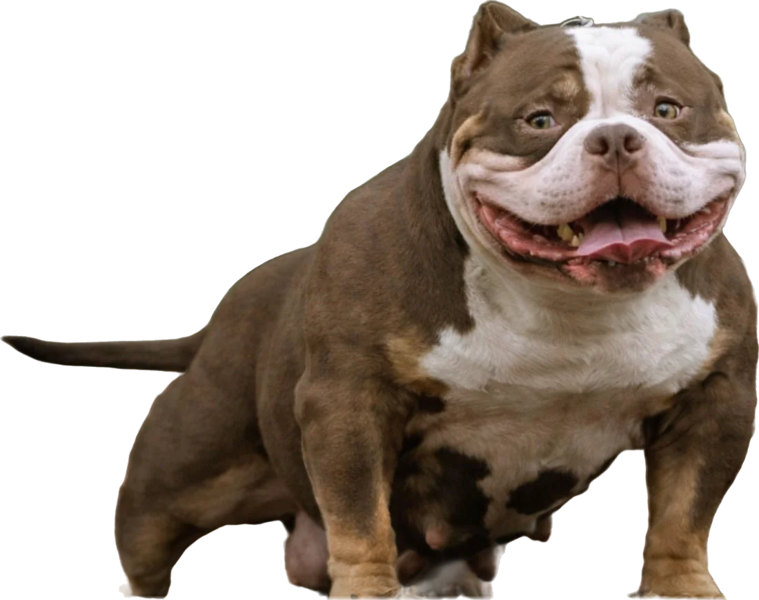 Porkin Bean, an ABKC registered Pocket American Bully female at Heavy Head Bullies in Bridgewater, Massachusetts